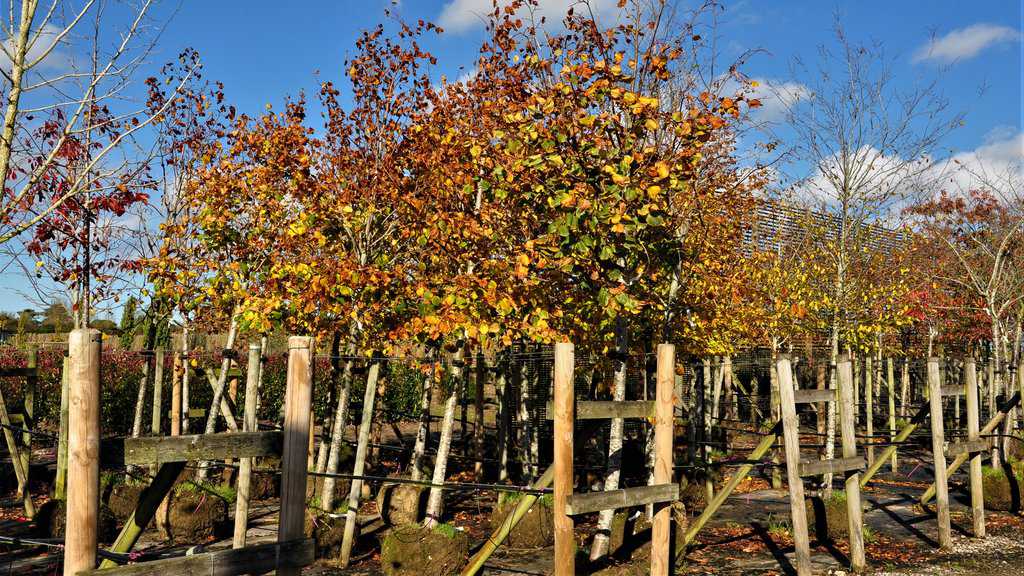 Tilia platyphyllos  20-25 SM